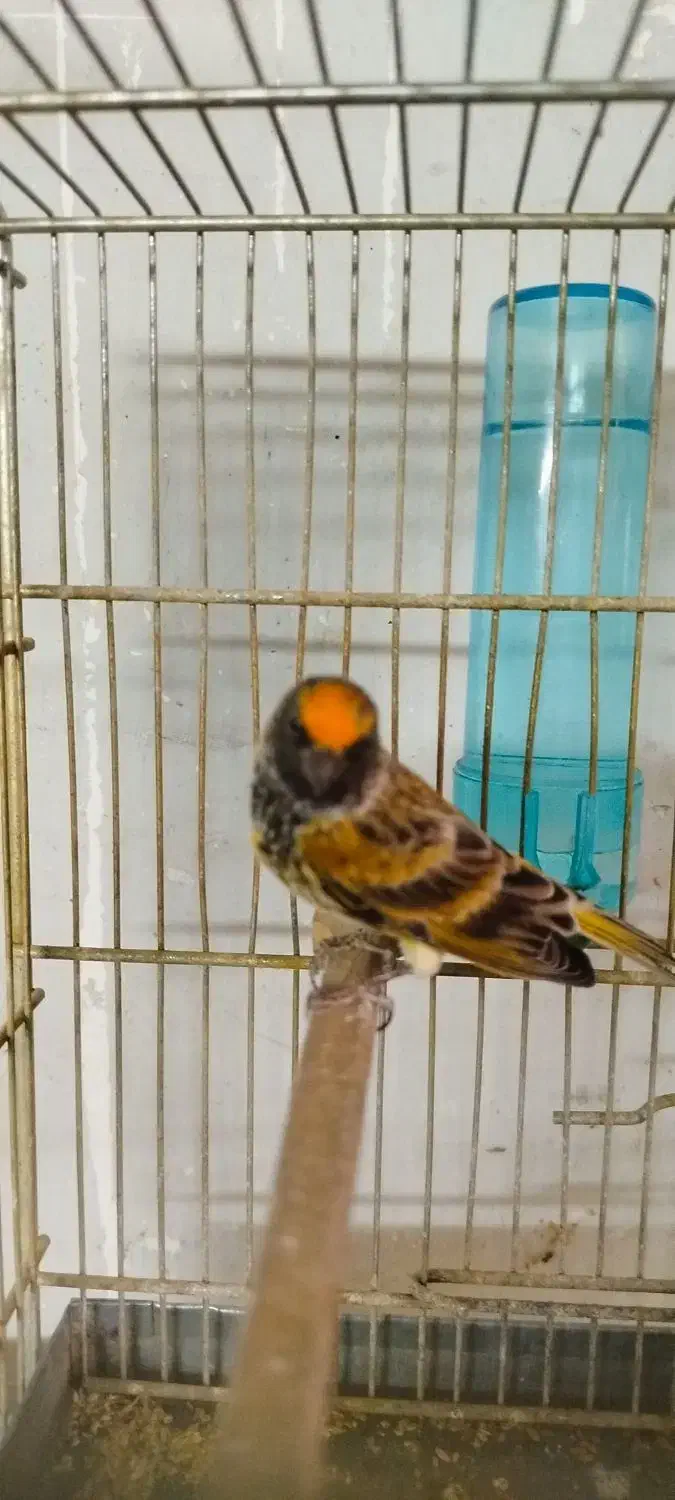 دو عدد گلبسر قرص بخون جفتی قناری|پرنده|کرج, شهرک بنفشه|دیوار