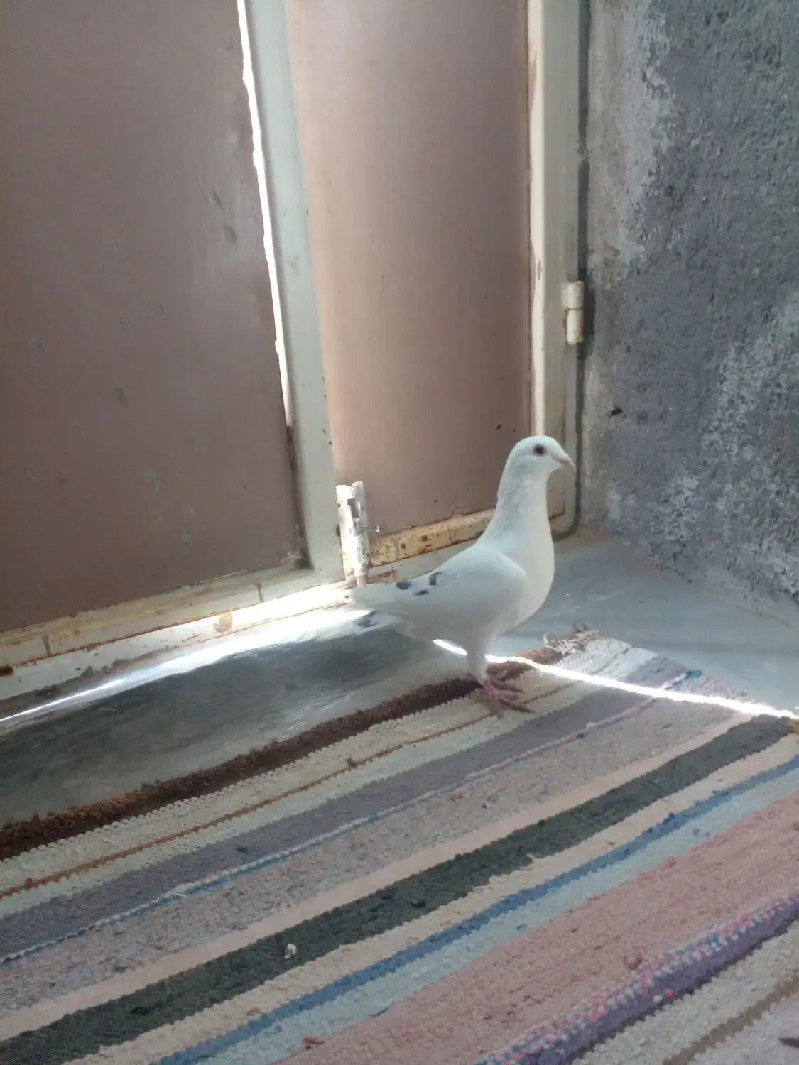 کفتر|پرنده|سرداران, |دیوار