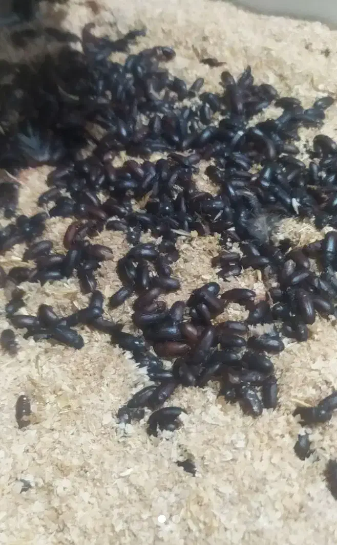 کرم میلورم زنده|خزنده|بروجرد, |دیوار