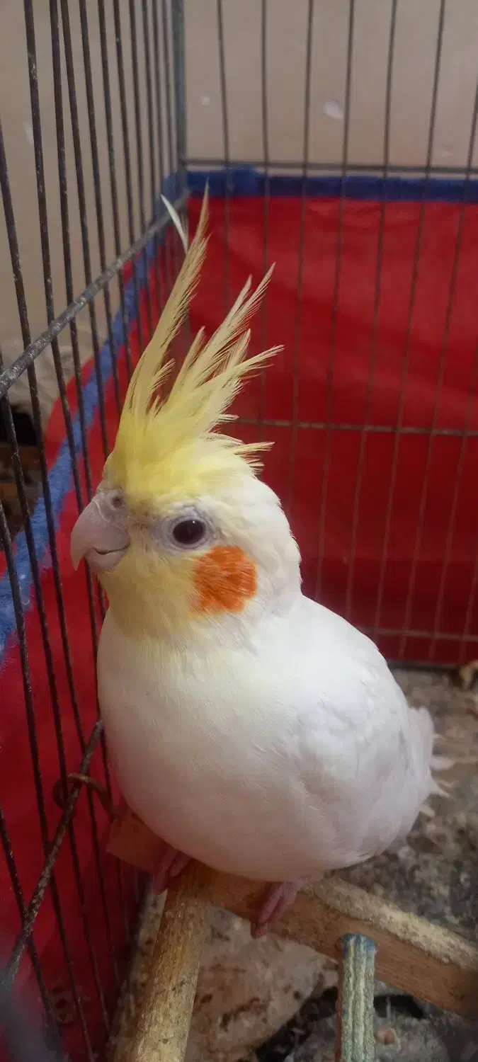 عروس هلندی|پرنده|اهواز, منبع اب|دیوار