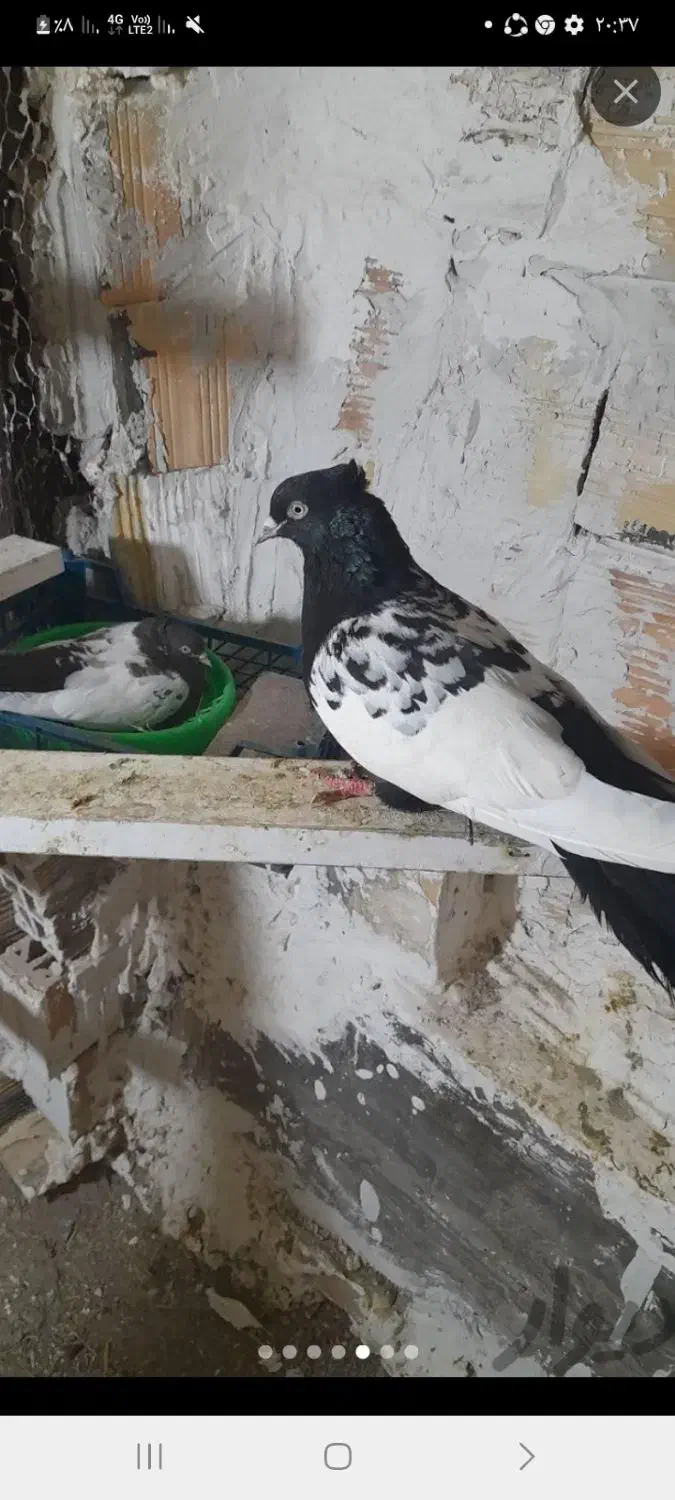 ۰۰۰۰۰میخام|پرنده|قوچان, |دیوار