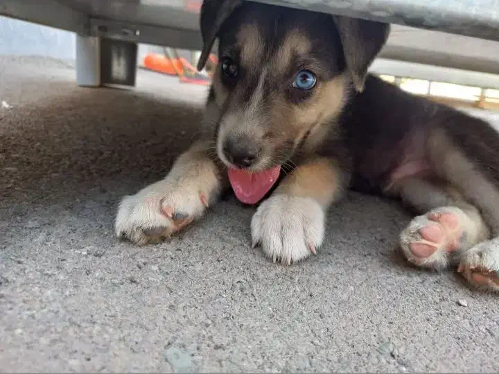 قبول سگ های واگذاری|سگ|آستانه اشرفیه, |دیوار