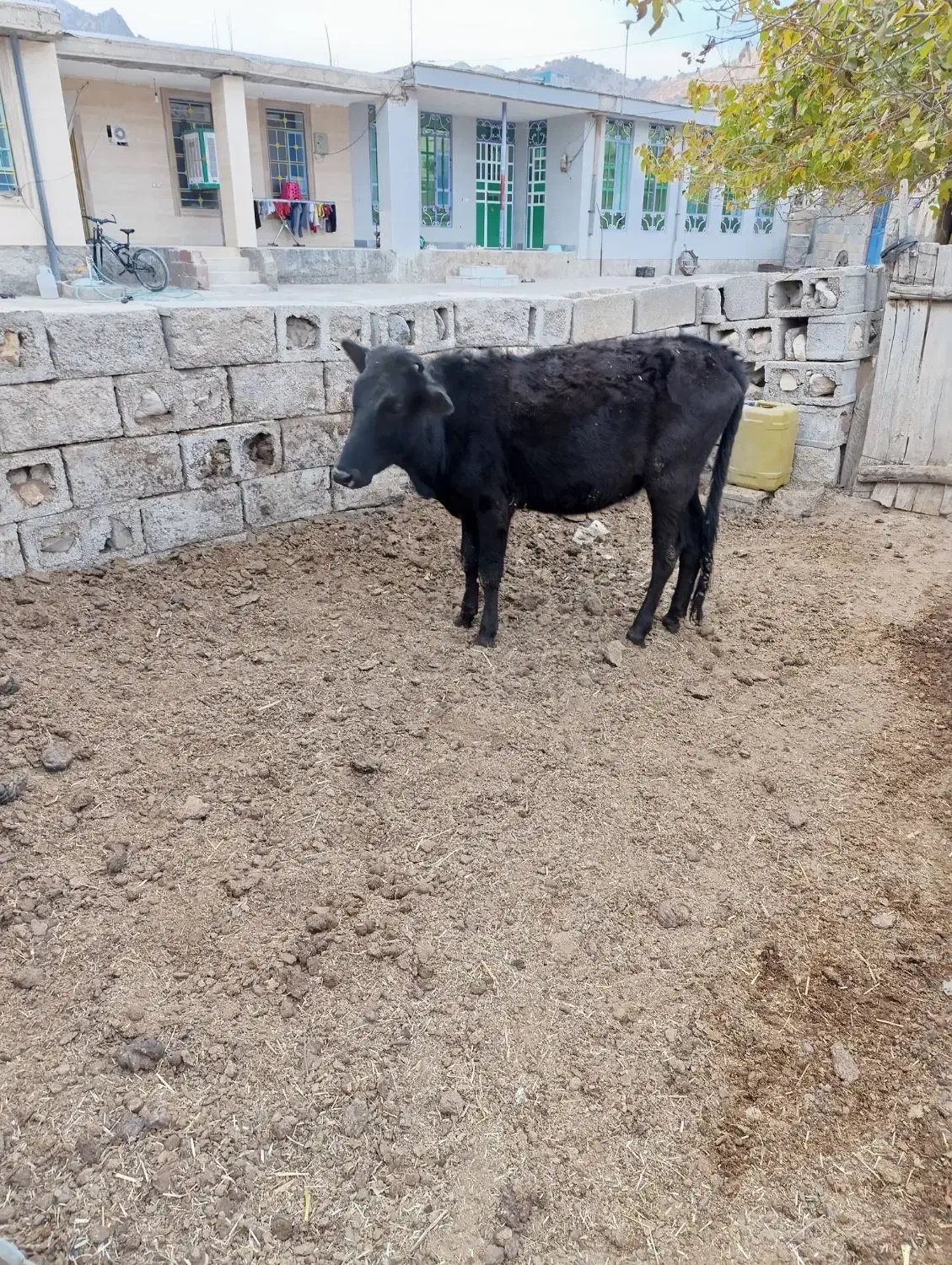 گوساله|حیوانات مزرعه|پاتاوه, |دیوار