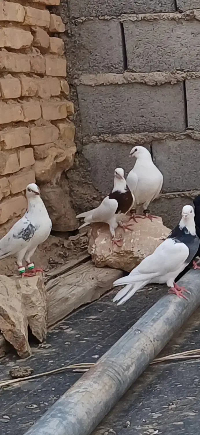 تعدادی کفتر طوقی وهومر وپلاکی هرکدام ۳۰۰|پرنده|بافق, |دیوار