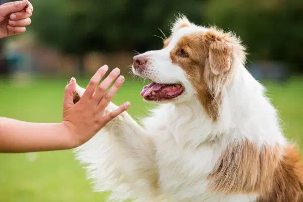 مربی حرفه‌ای و تخصصی سگ|خدمات آموزشی|بندرعباس, |دیوار