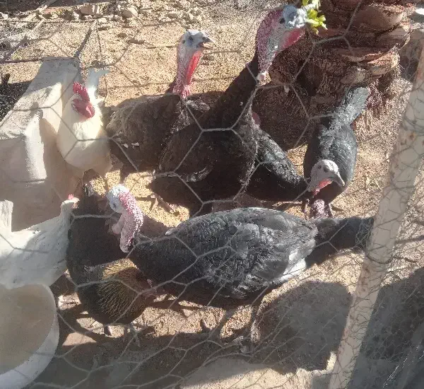 فروش بوقلمون|حیوانات مزرعه|کازرون, |دیوار