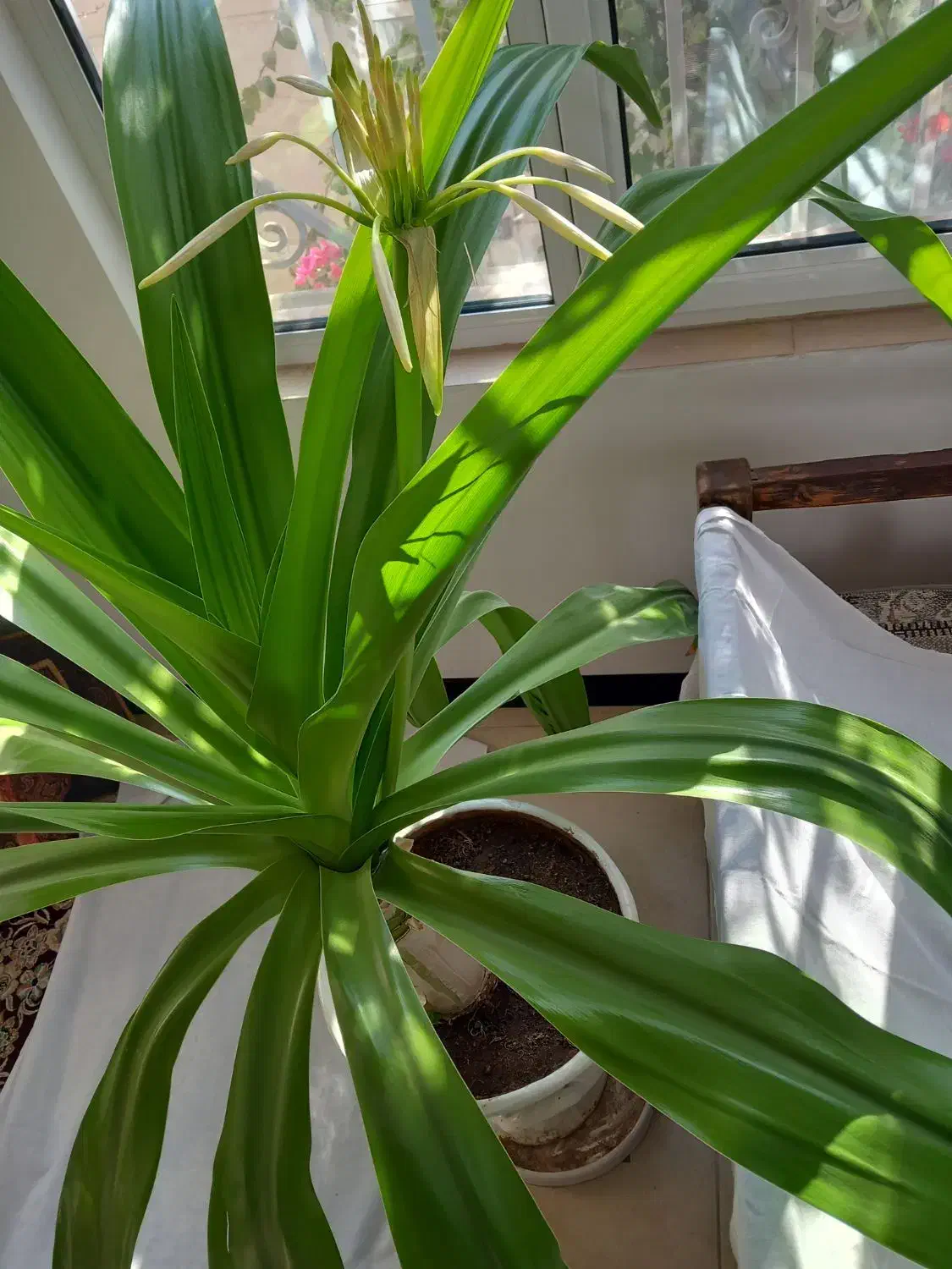 گل سوسن|گل و گیاه طبیعی|یزد, |دیوار