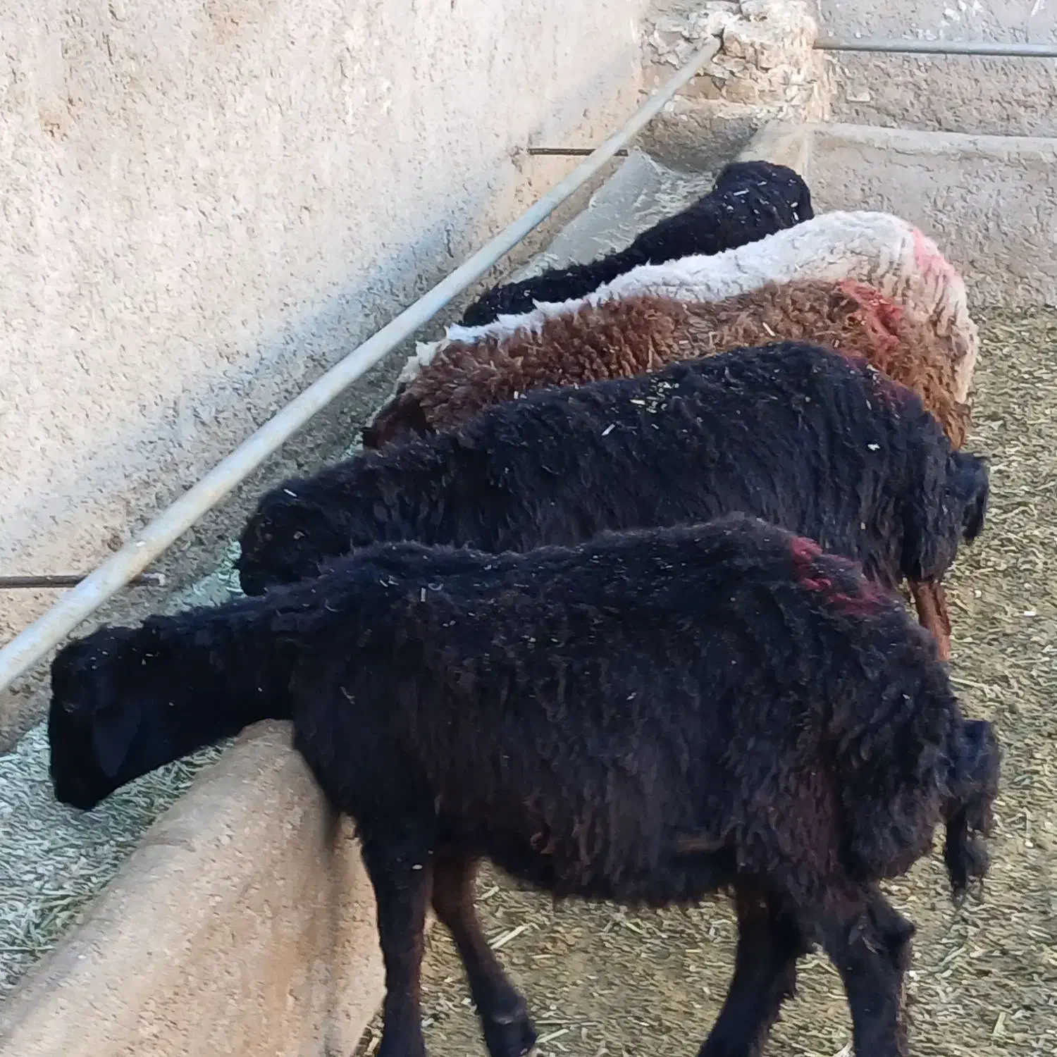 بره نر دشتی|حیوانات مزرعه|قیدار, |دیوار