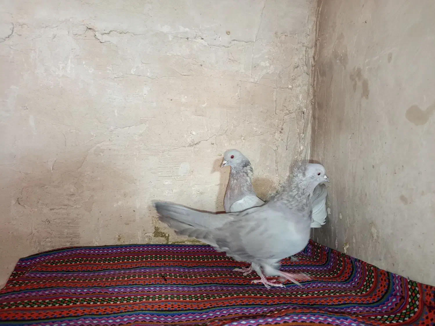 کفتر اصفهانی|پرنده|برخوار, |دیوار