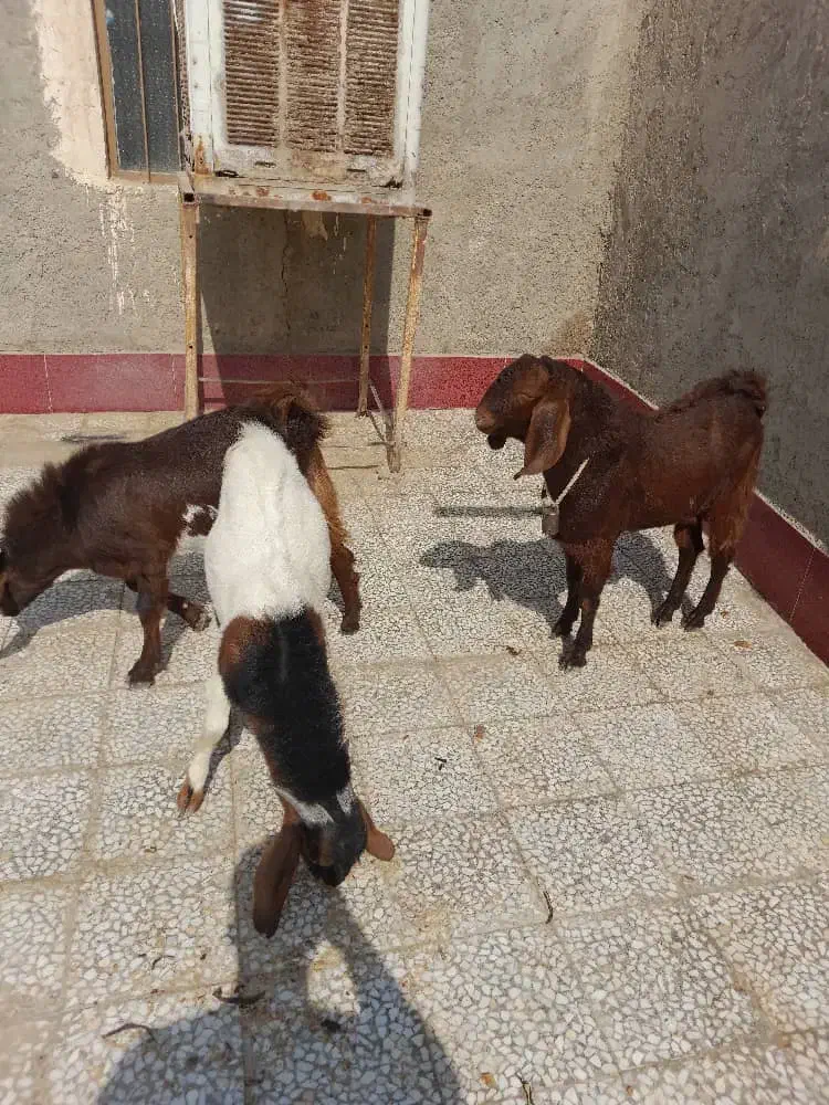 نربز|حیوانات مزرعه|زاهدان, |دیوار