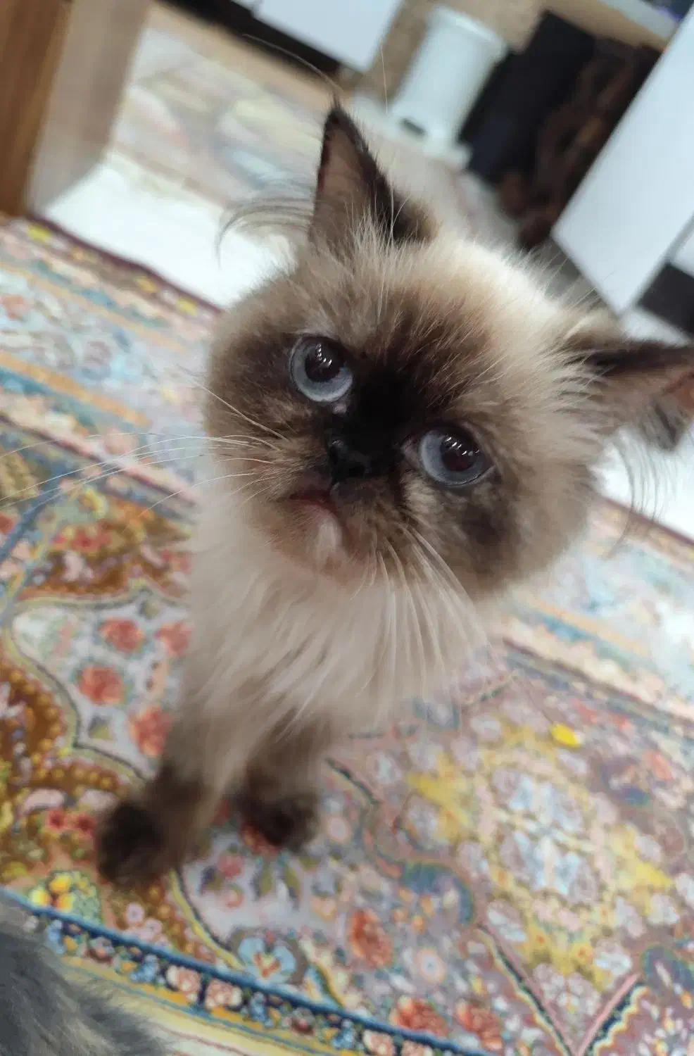 گربه|گربه|فردیس, شهرک سپاه|دیوار