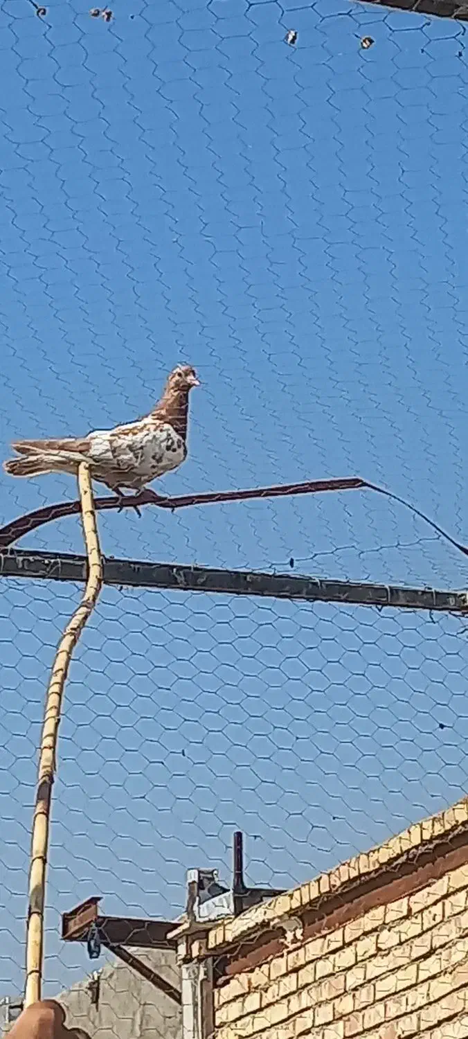 کفتر سینه ای|پرنده|ساوه, |دیوار