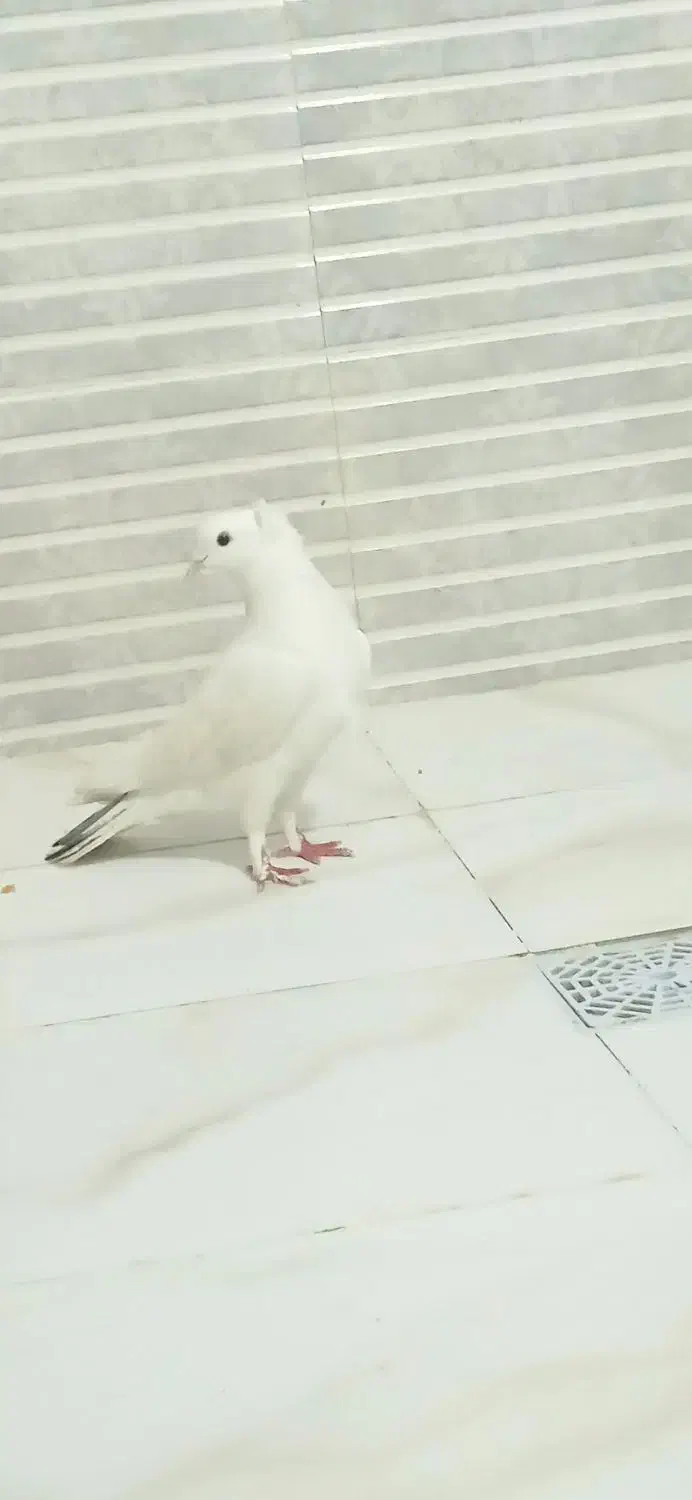 کبوتر اراکی|پرنده|یاسوج, |دیوار