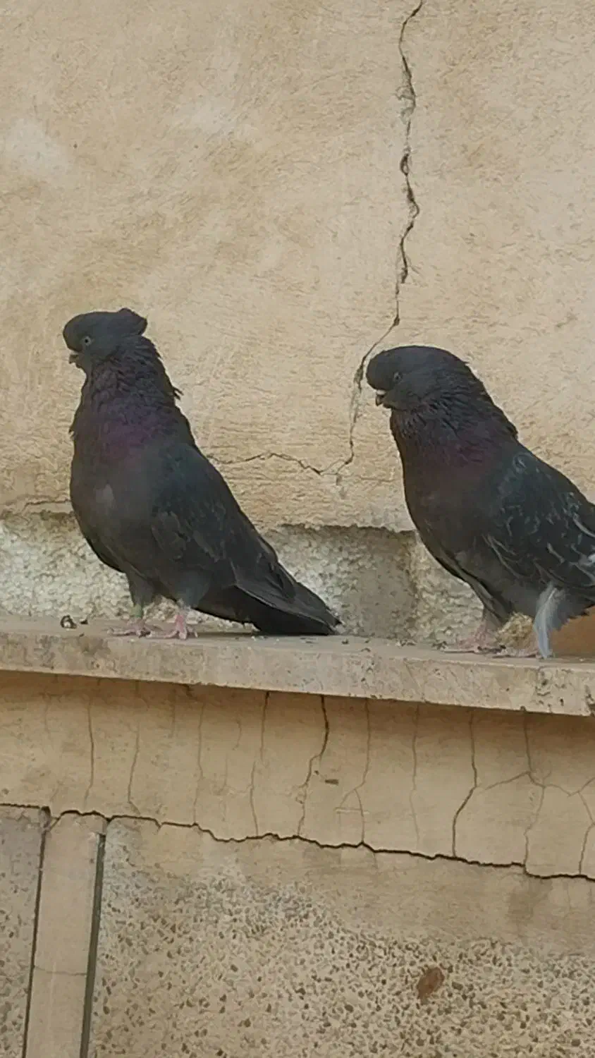 کفتر نوک قنار|پرنده|تهران, باغ خزانه|دیوار