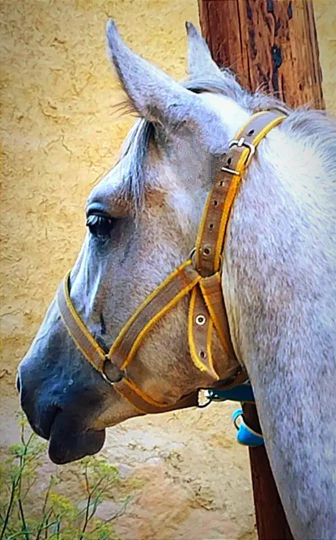 اسب سر حال|اسب و تجهیزات اسبسواری|یاسوج, |دیوار