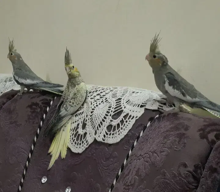 فروش عروس هلندی|پرنده|بابل, |دیوار