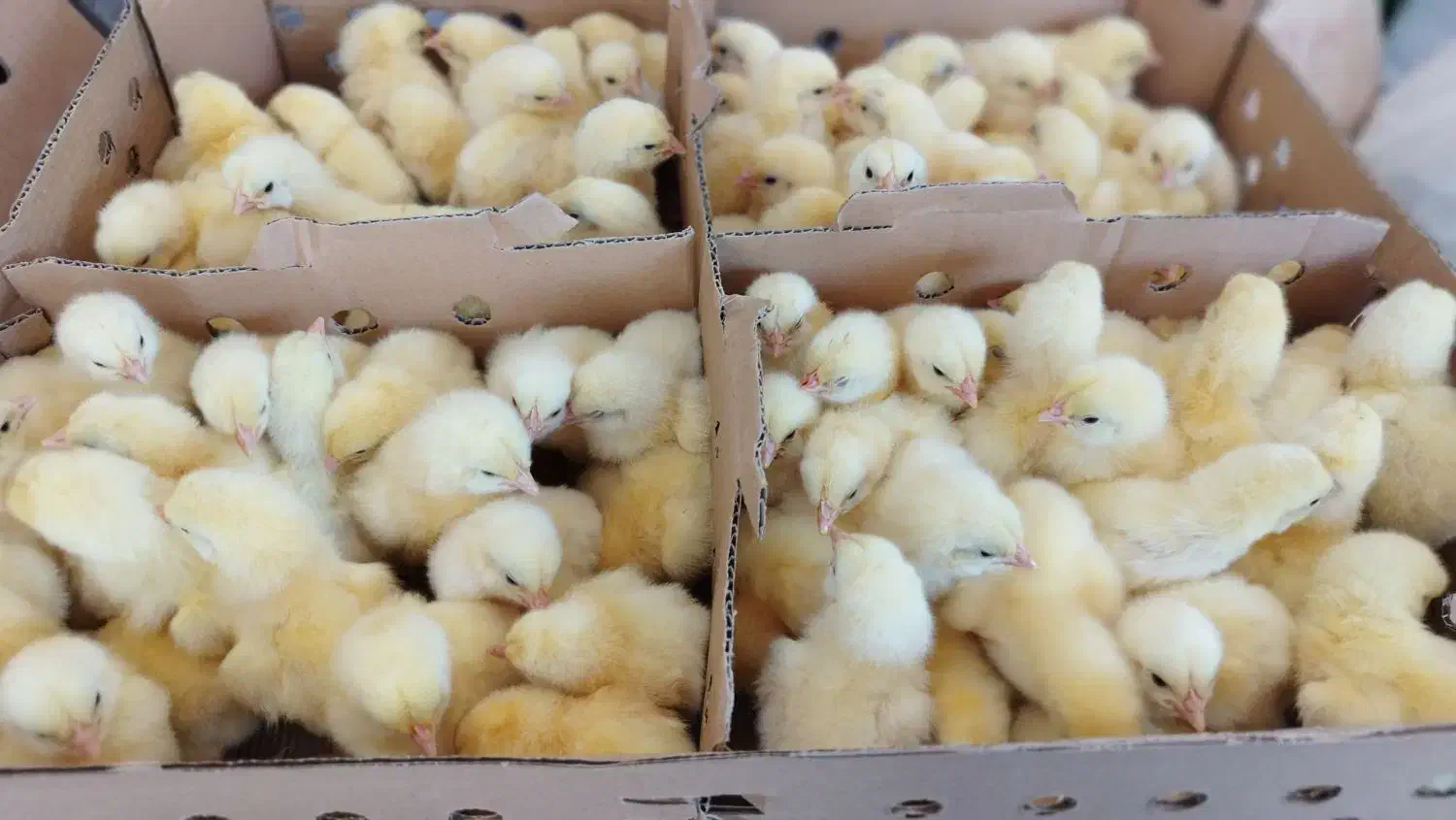 جوجه گوشتی راس 308|حیوانات مزرعه|گرگان, |دیوار