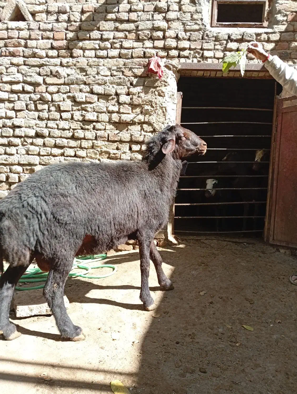 قوچ غزل|حیوانات مزرعه|زند, |دیوار