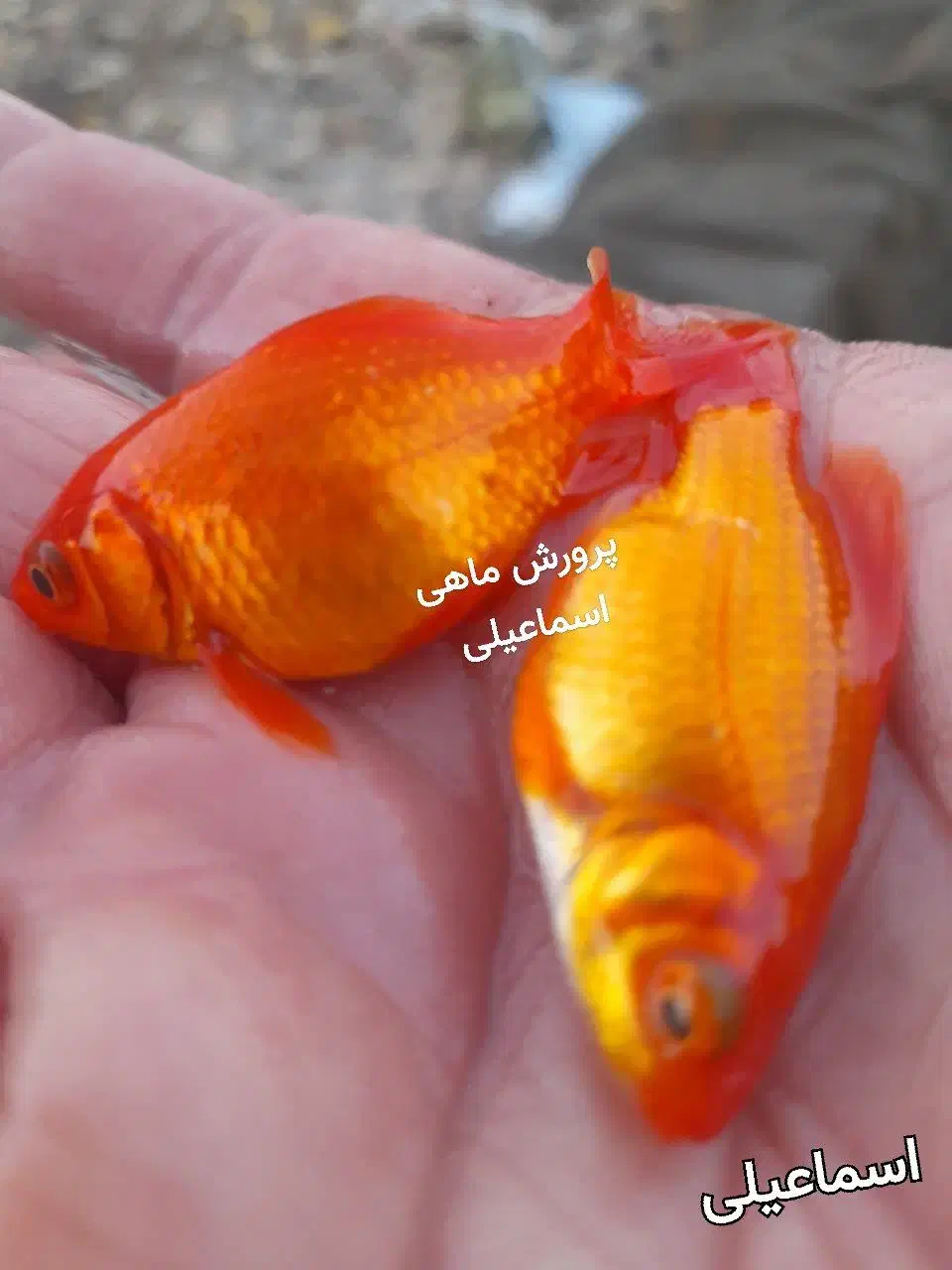 ماهی گلدفیش|ماهی|قم, شهر قائم|دیوار