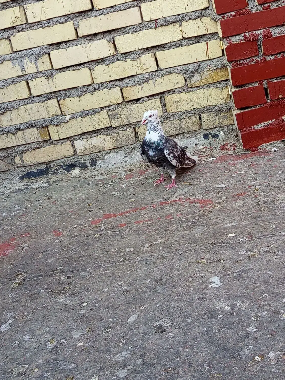 کوی مشعلی|حیوانات|اهواز, اسلام آباد غربی|دیوار