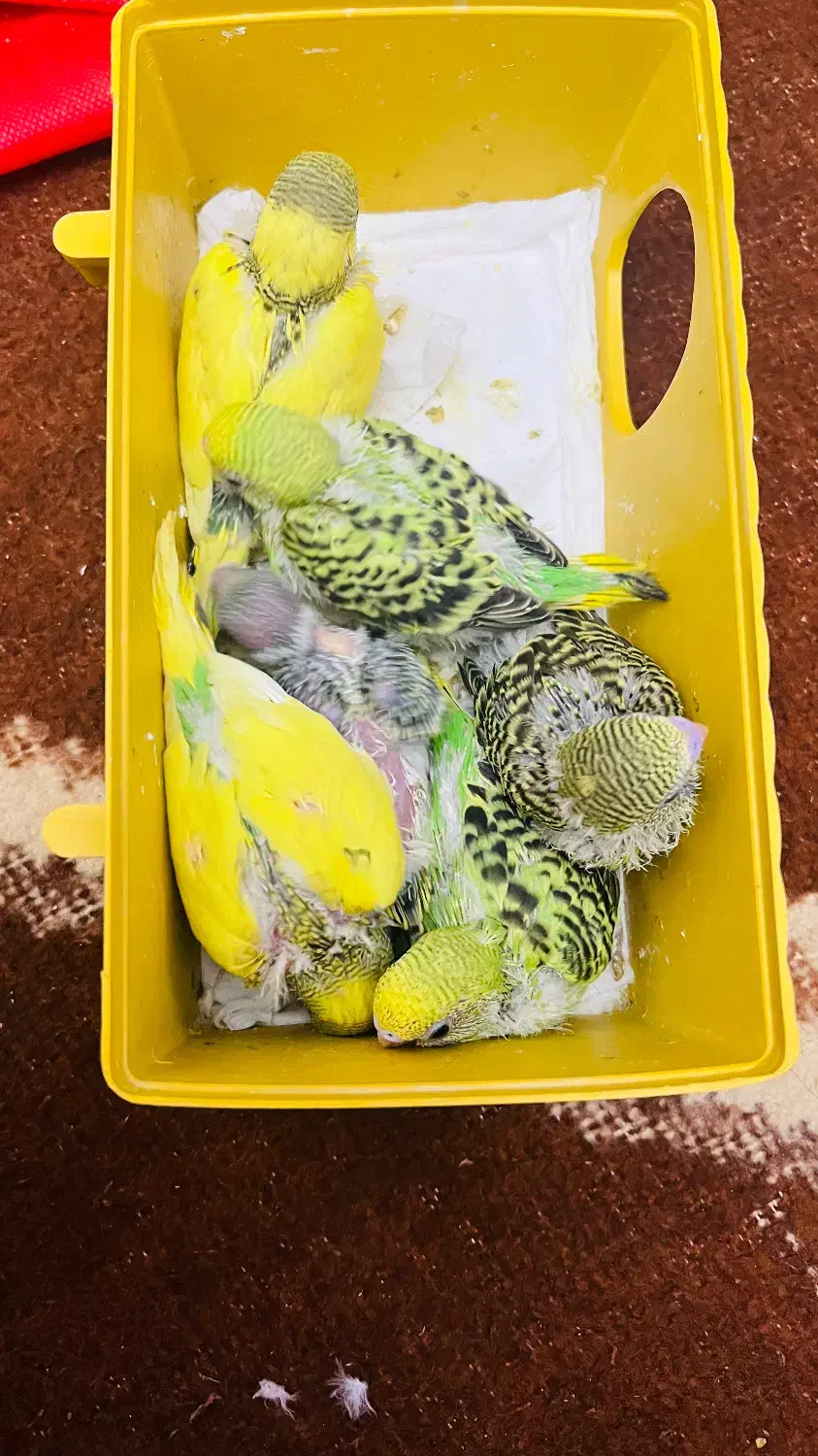 مرغ عشق|پرنده|ایلام, |دیوار