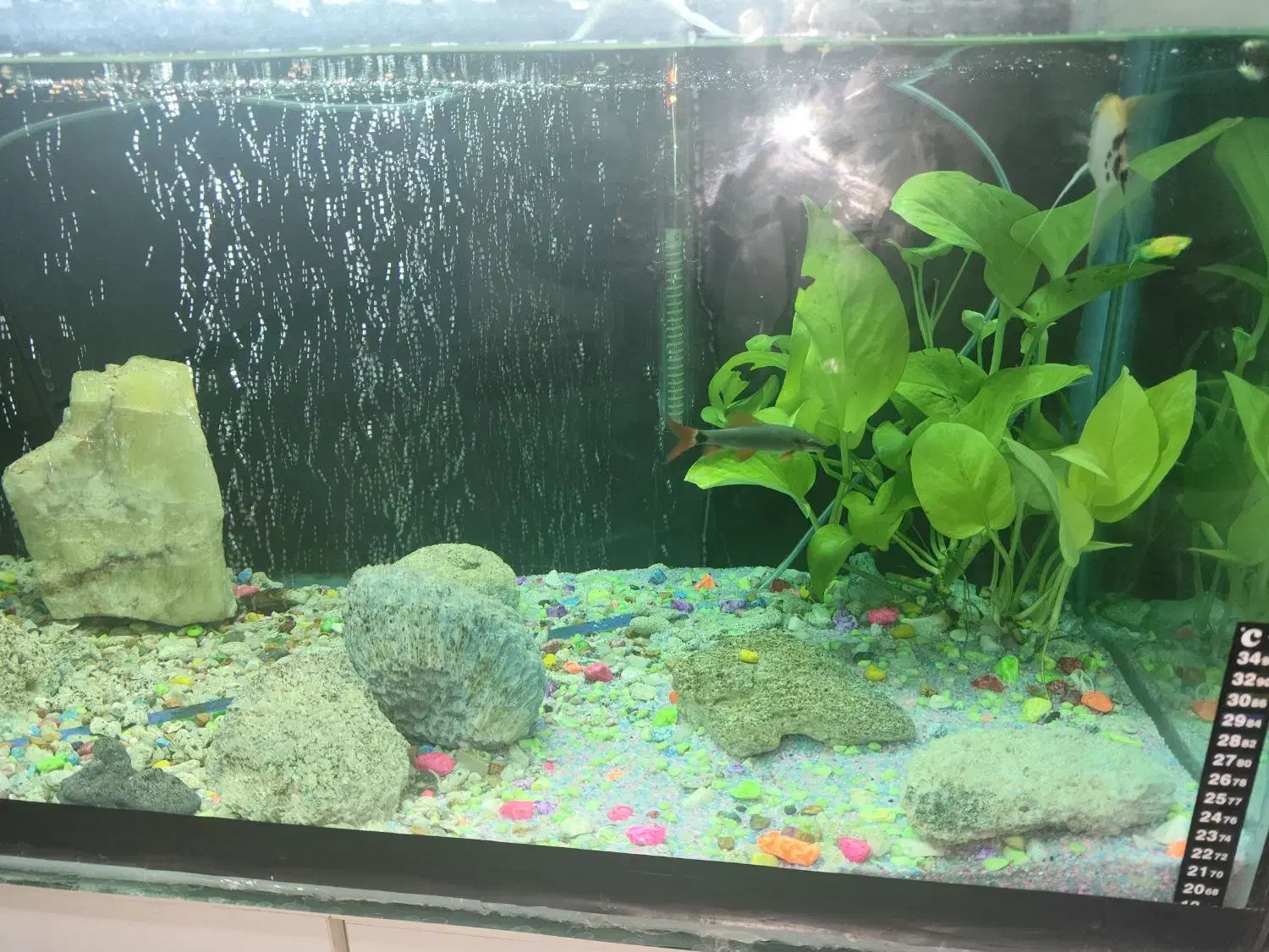 آکواریوم کامل با ماهی|ماهی|شوشتر, |دیوار