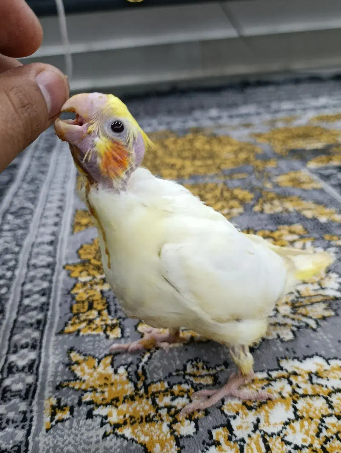 جوجه عروس هلندی|پرنده|زابل, |دیوار