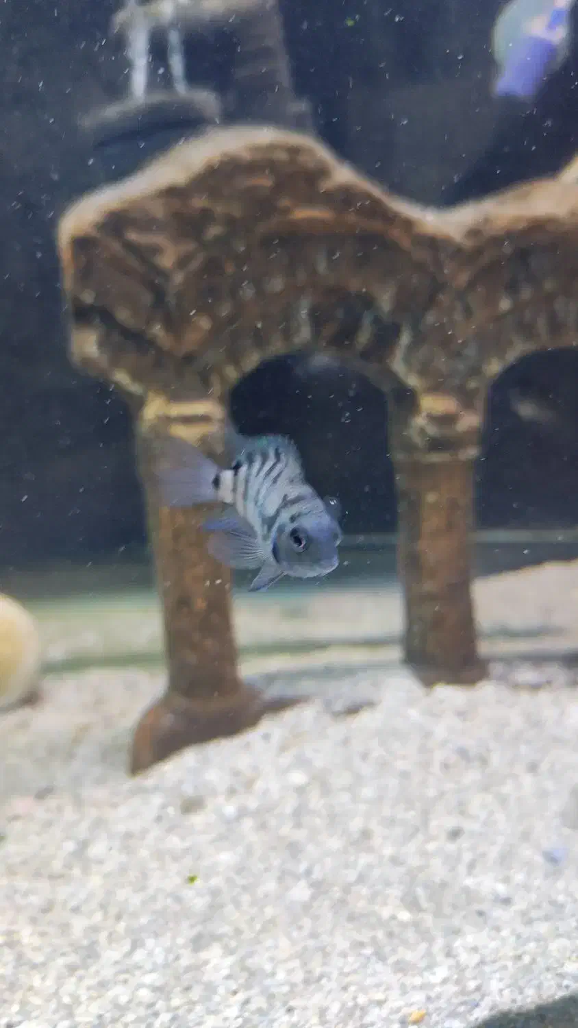 بچه ماهی سیچلاید معاوضه با ماهی گیاه خوار|ماهی|بندرعباس, |دیوار