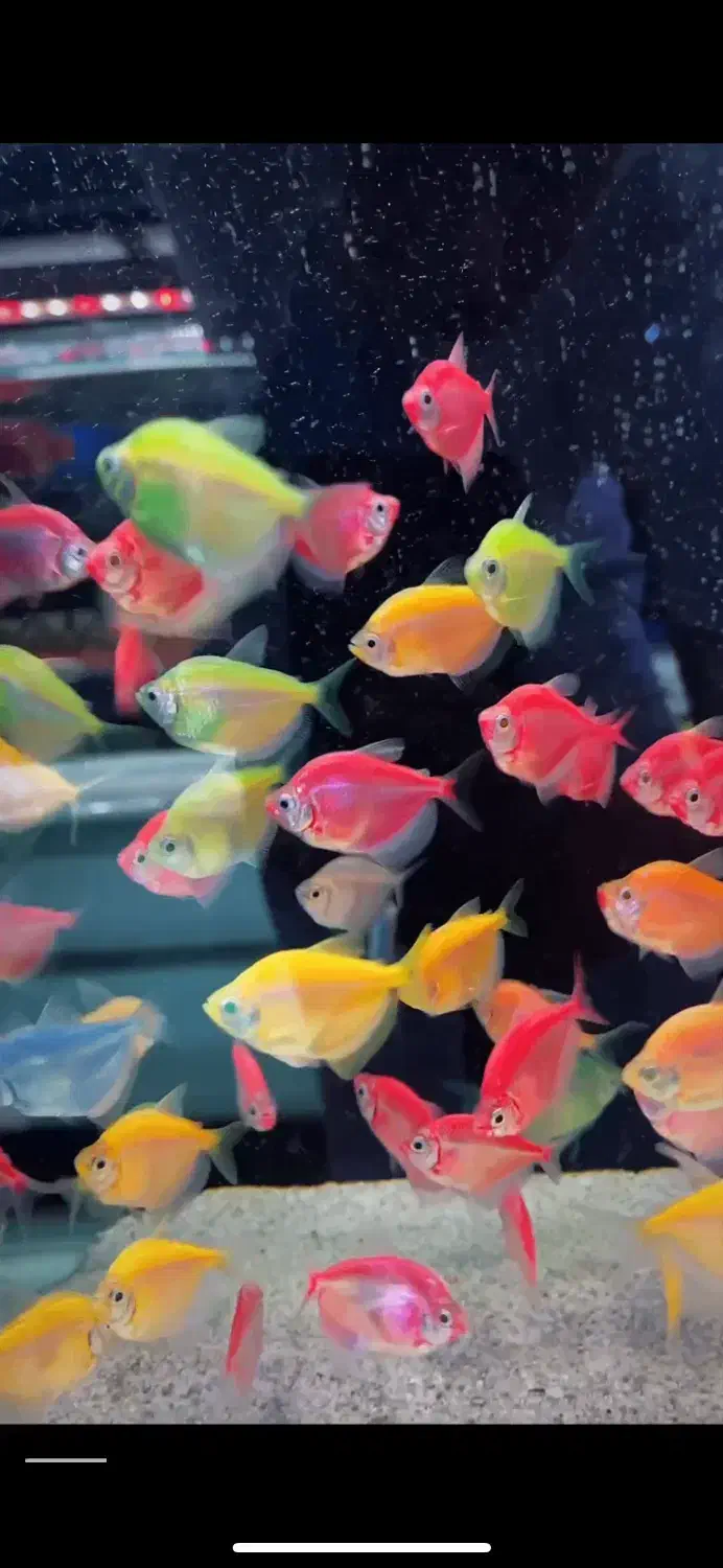 ویدو رنگی|ماهی|کرج, گوهردشت|دیوار