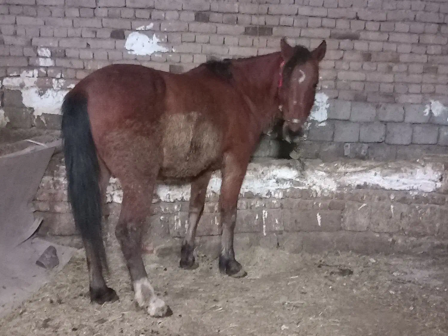 اسب اخته|اسب و تجهیزات اسب‌سواری|سیلوانه, |دیوار