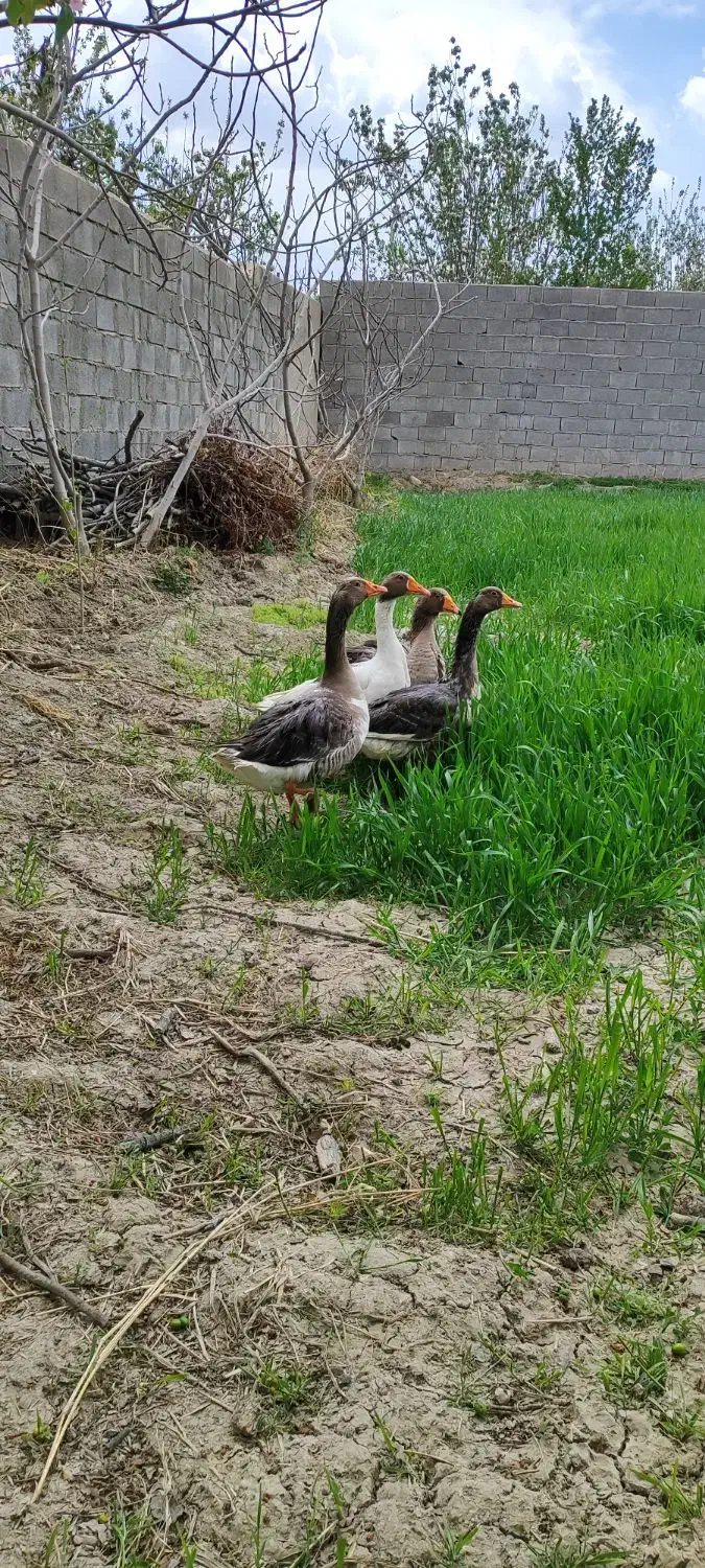 غاز|حیوانات مزرعه|قهدریجان, |دیوار