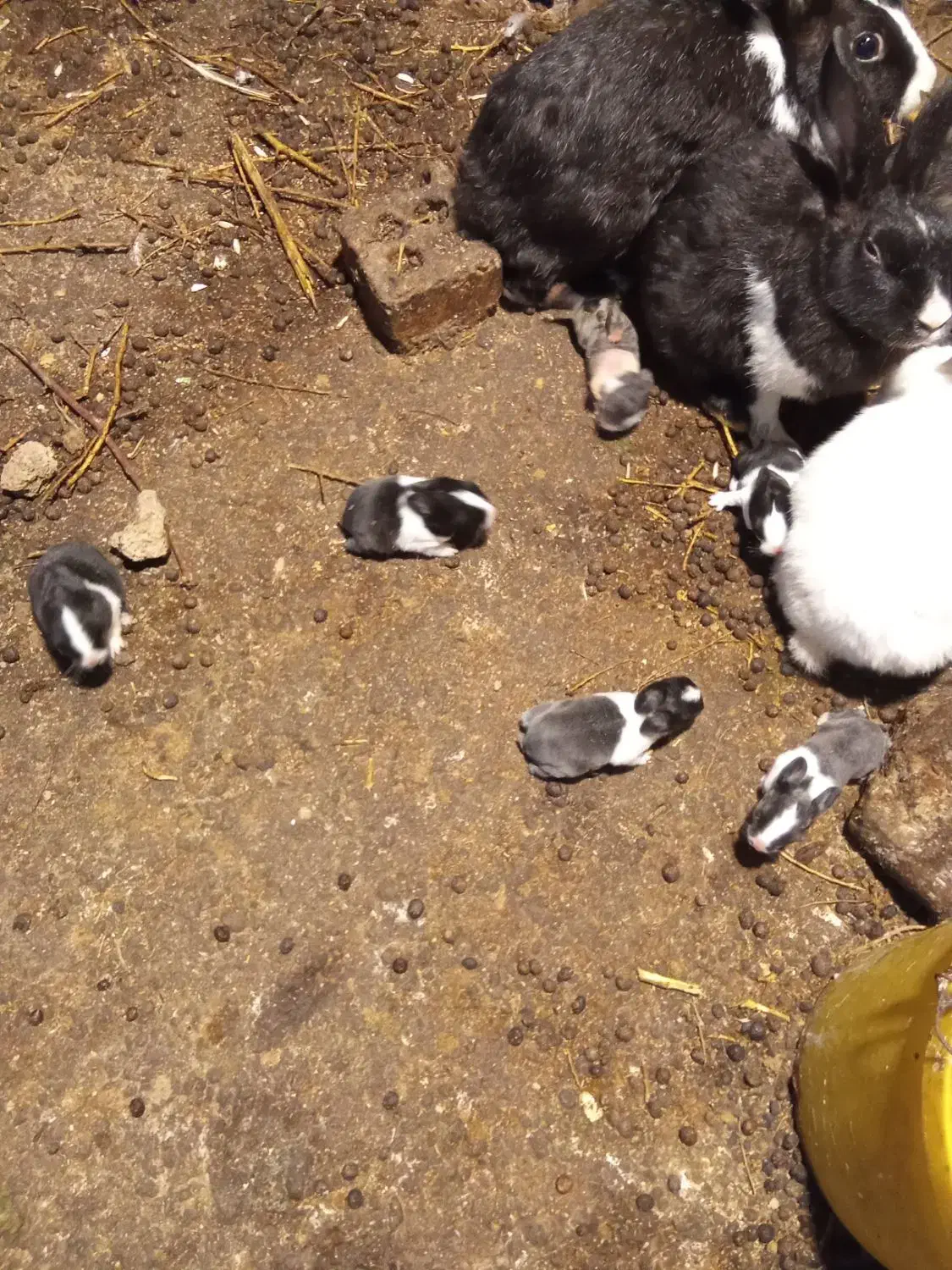 کوچلو|موش و خرگوش|خرمشهر, |دیوار