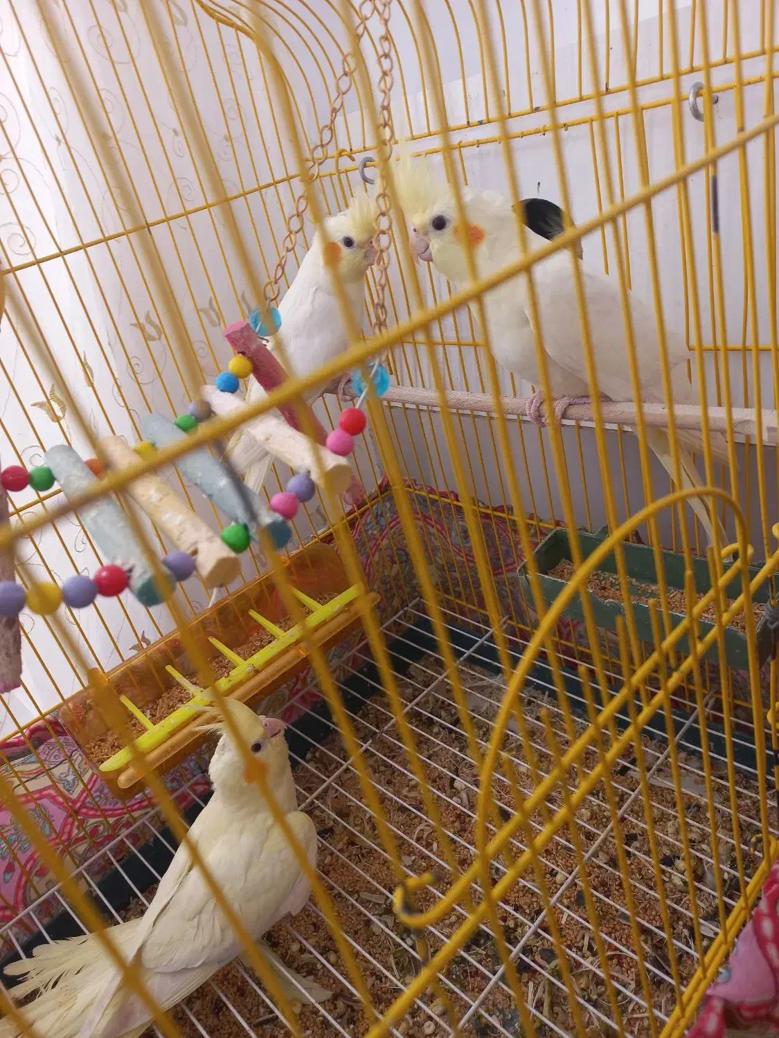 عروس هلندی|پرنده|مرند, |دیوار