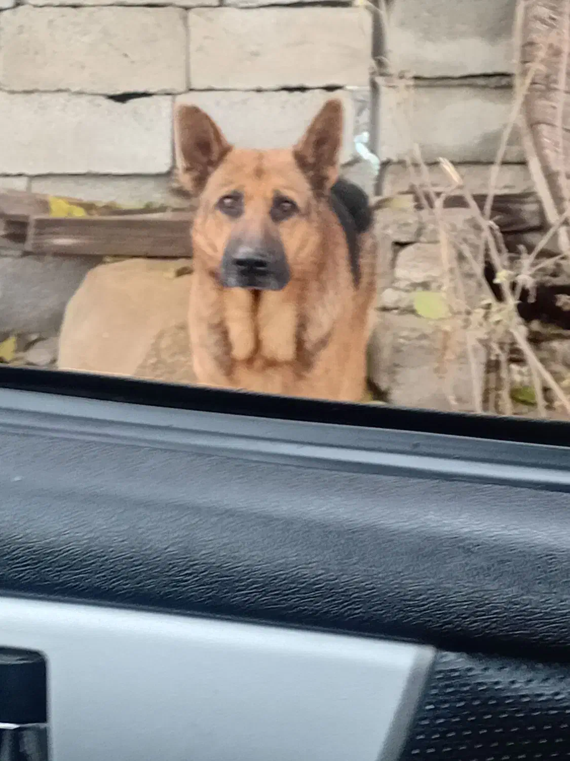 حاسگی|سگ|گرمادوز, |دیوار