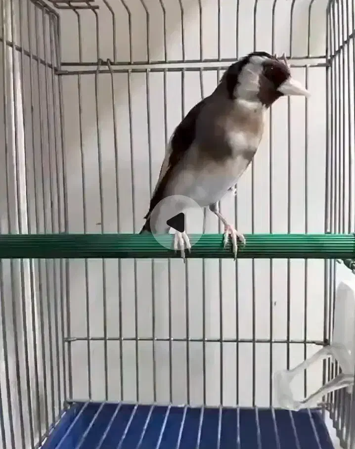 سهره جفیگری.|پرنده|صباشهر, |دیوار