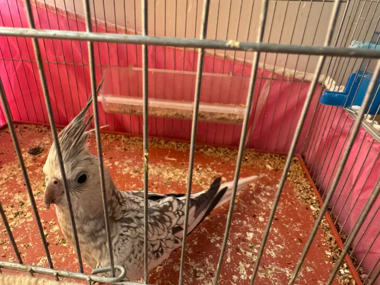 پرنده|پرنده|فراشبند, |دیوار