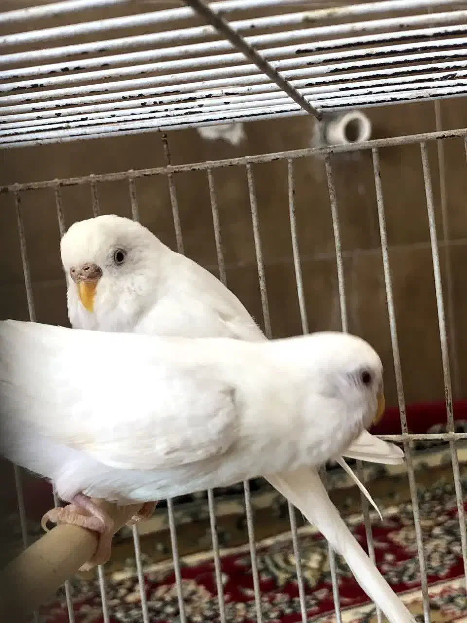 مرغ عشق|پرنده|یزد, |دیوار