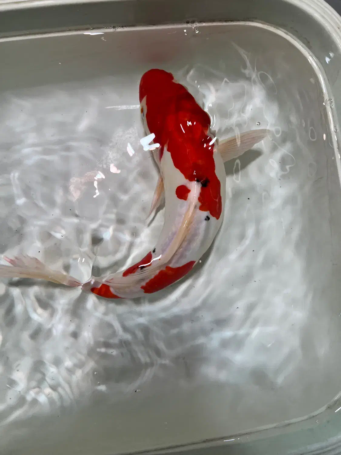 فیش کوی گرید بالا|ماهی|تهران, خرمشهر|دیوار