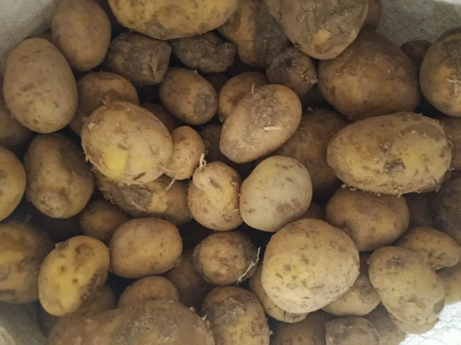 سیب زمینی|خوردنی و آشامیدنی|زاغه, |دیوار