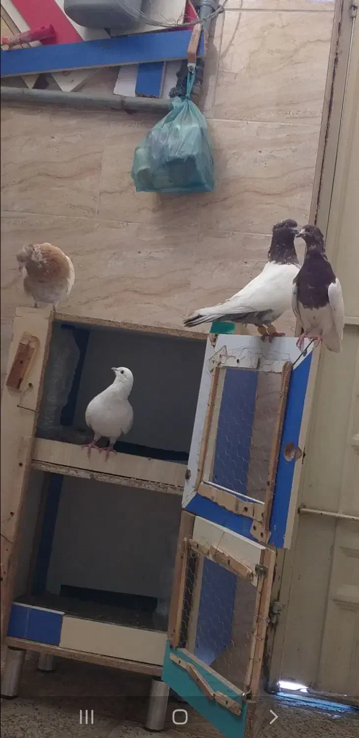 کفتر کله ای خوب|پرنده|قدس, شهرقدس|دیوار