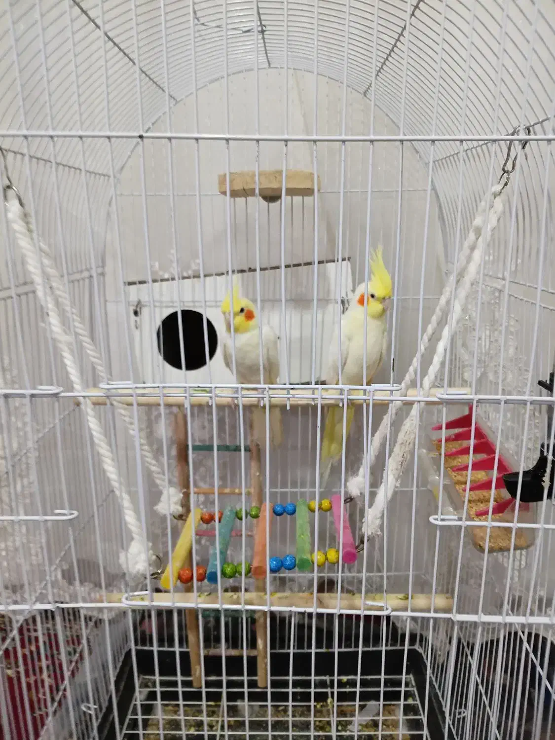 عروس هلندی جفت|پرنده|مشهد, كنويست|دیوار