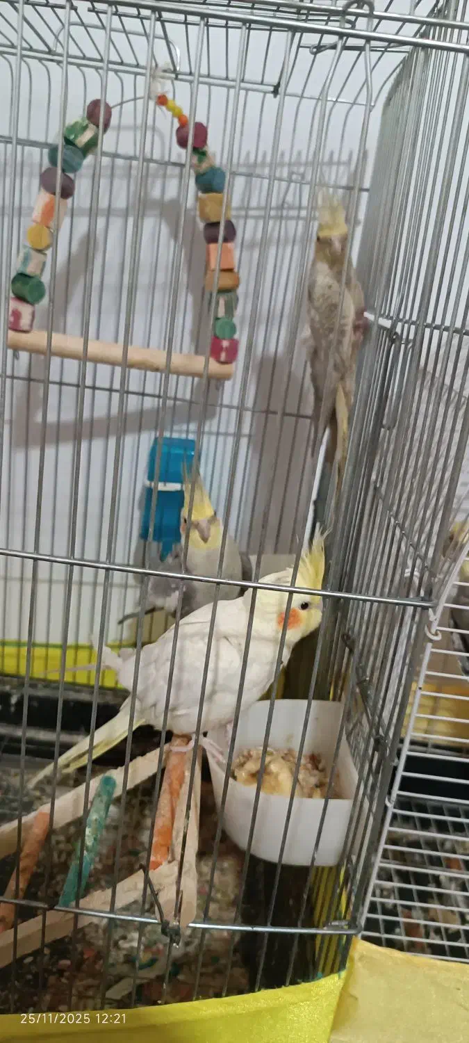 2جفت عروس هلندی سخنگو ومولد|پرنده|هشتگرد, هشتگرد قدیم|دیوار