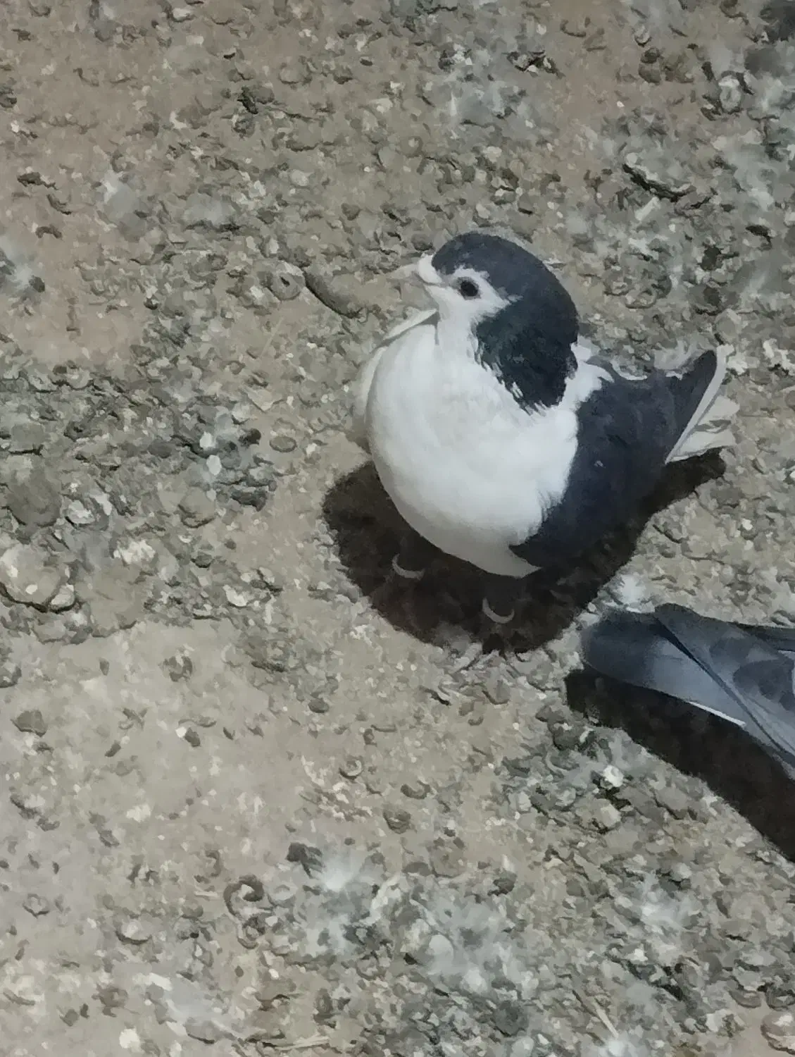 جفت رنگی فروشی|پرنده|سلامی, |دیوار