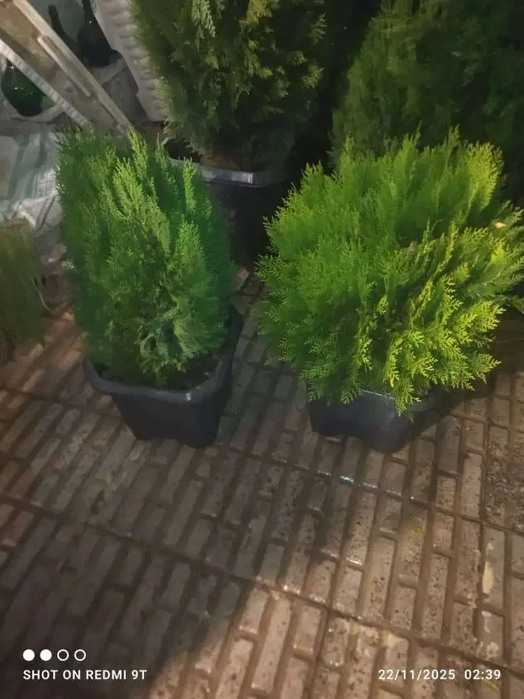 گل و گیاه تزیینی|گل و گیاه طبیعی|کرج, کیانمهر|دیوار