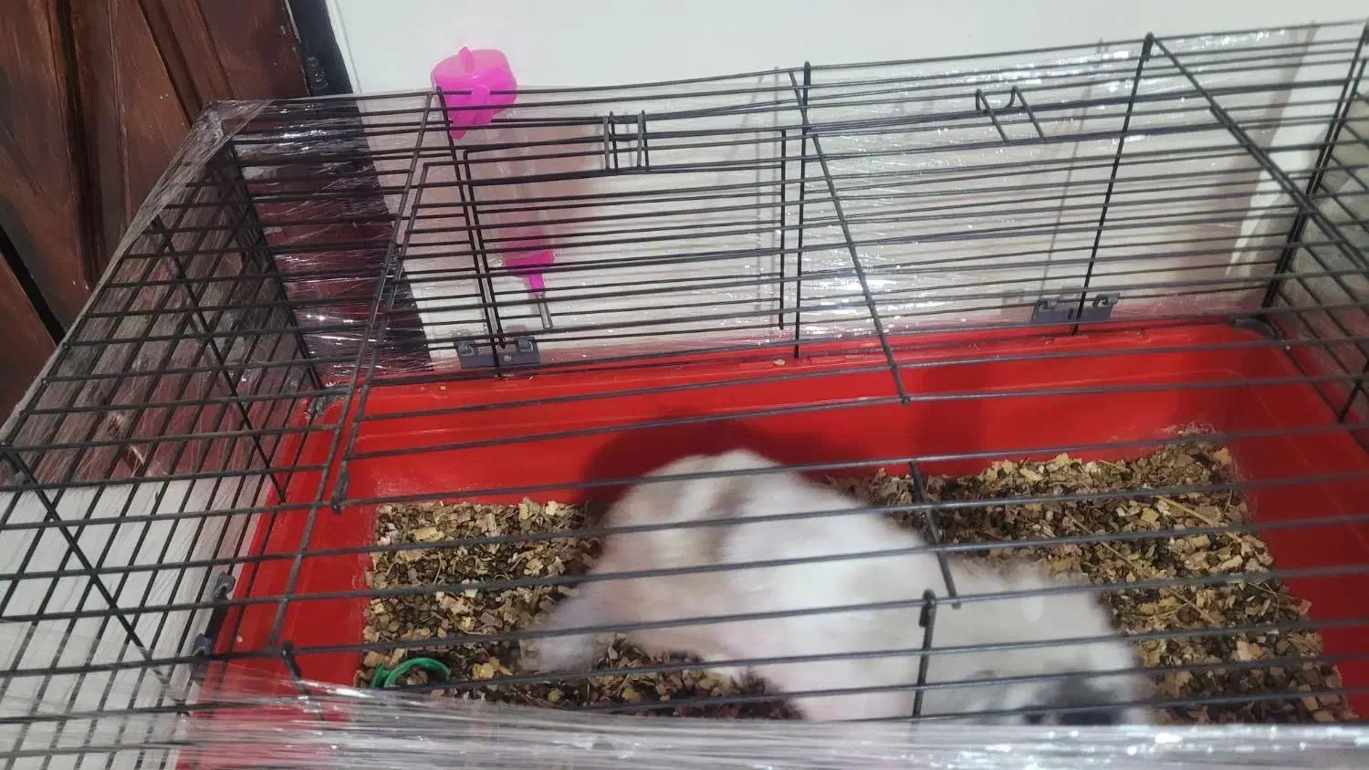 خرگوش لوپ|موش و خرگوش|پردیس, فاز ۲|دیوار