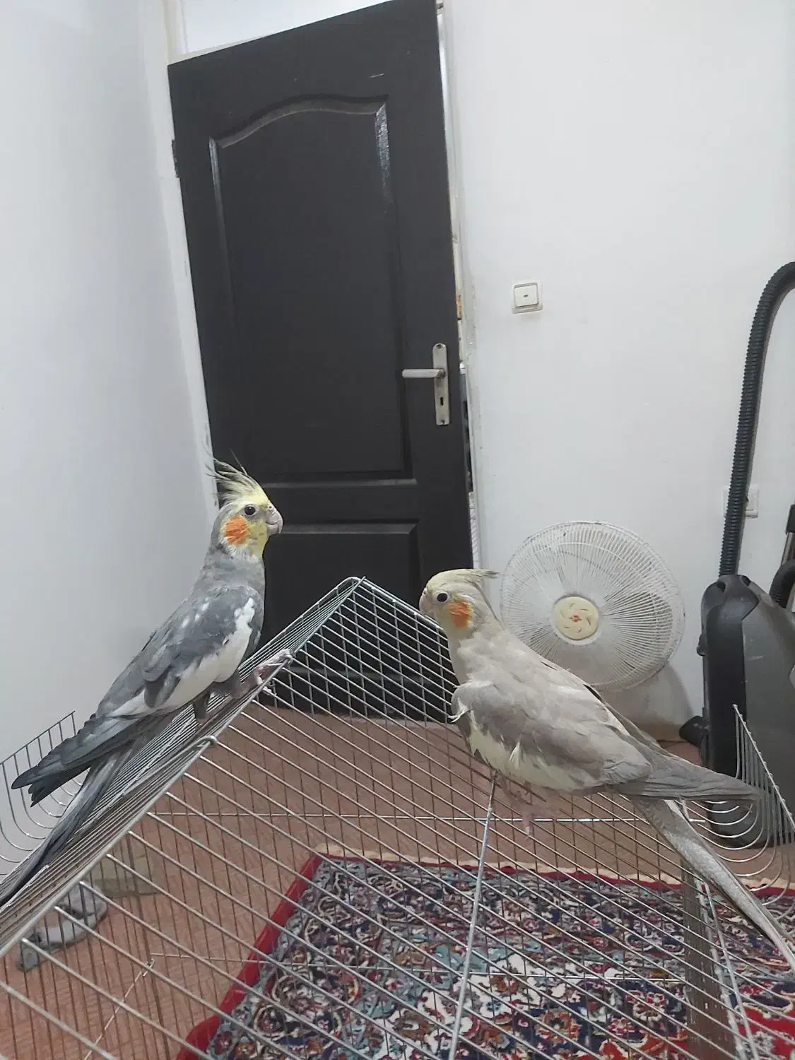 دو جفت عروس هلندی مولد|پرنده|محمدشهر, کوی بهار|دیوار