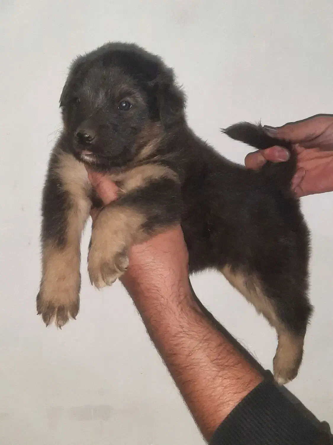 توله ژرمن شولاین ماده هست|سگ|تهران, جوادیه|دیوار