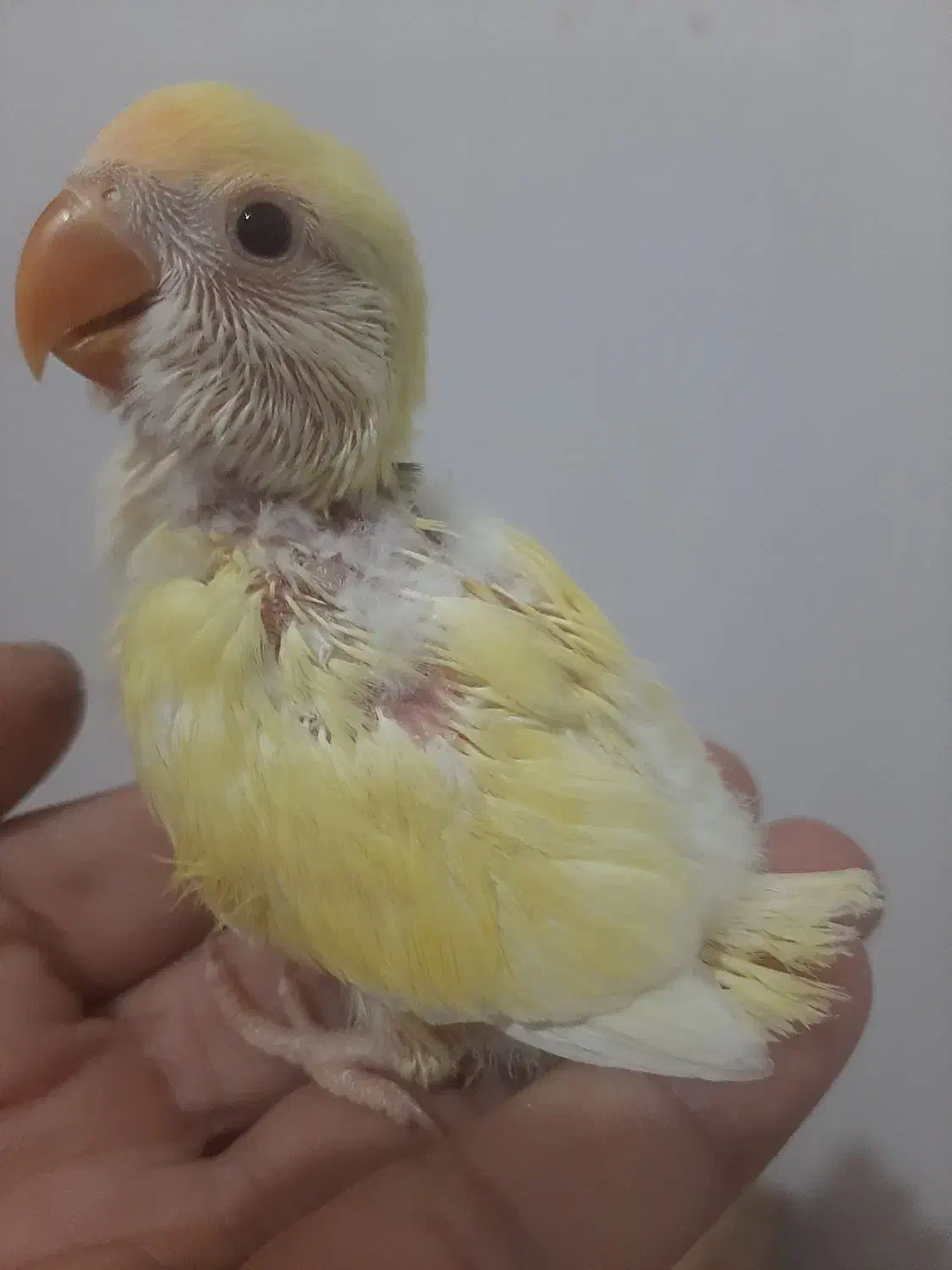 طوطی برزیلی لپ برفی دونخور|پرنده|رشت, سیا اسطلخ|دیوار