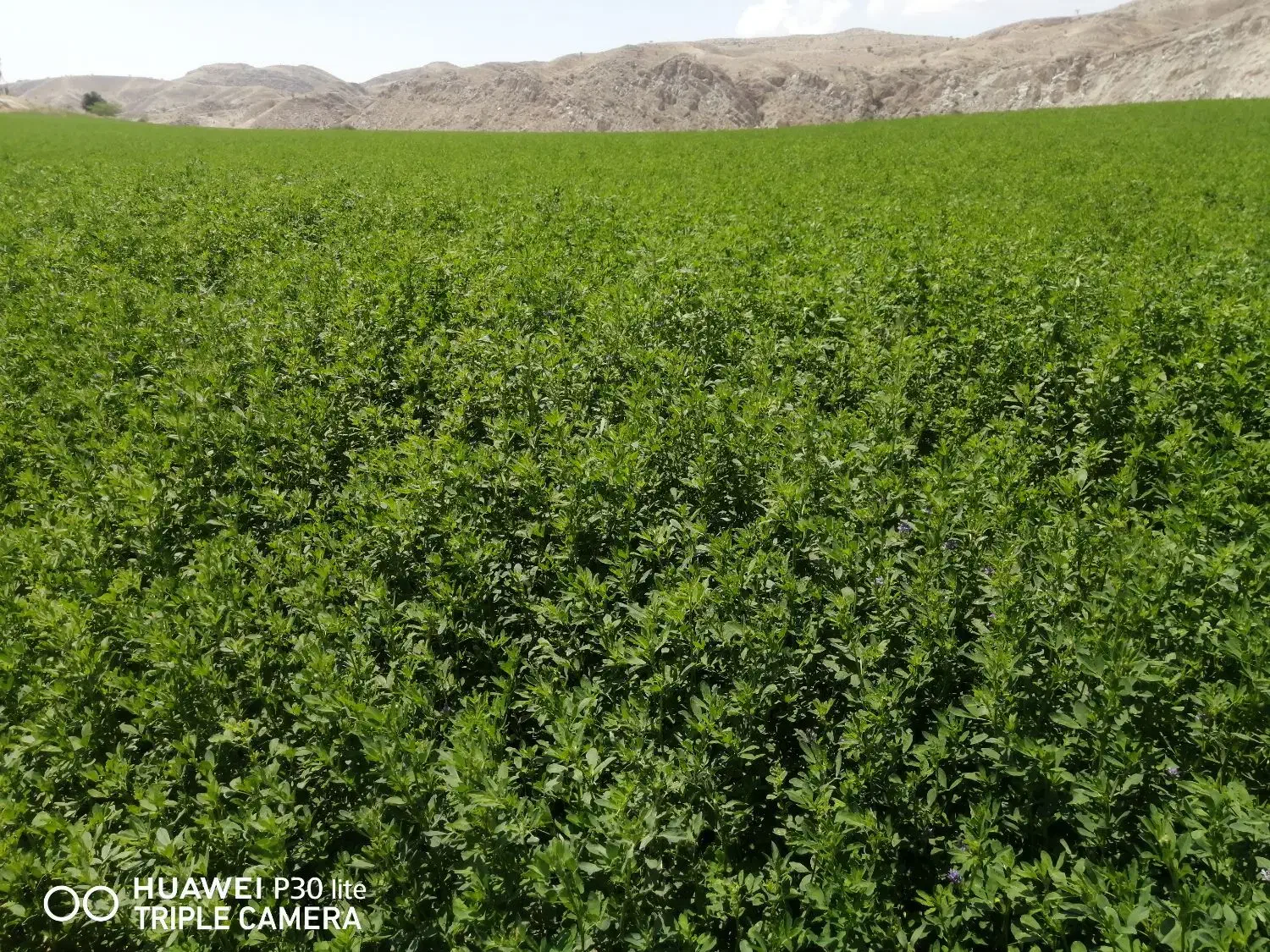 بذریونجه|خدمات باغبانی و درختکاری|شیراز, فخرآباد (دروازه کازرون)|دیوار
