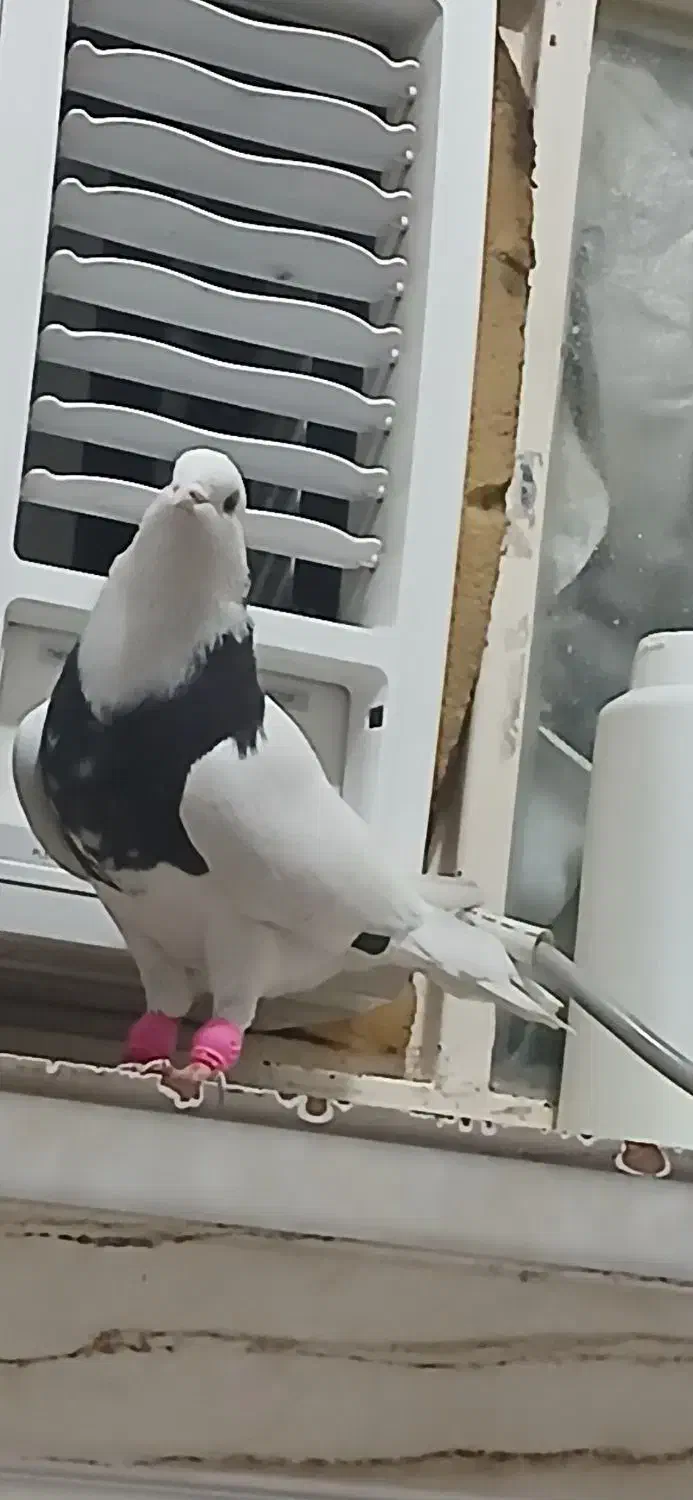 طوق سیاه الماسی و زاغ ابادانی 2تا نر|پرنده|اندیمشک, |دیوار